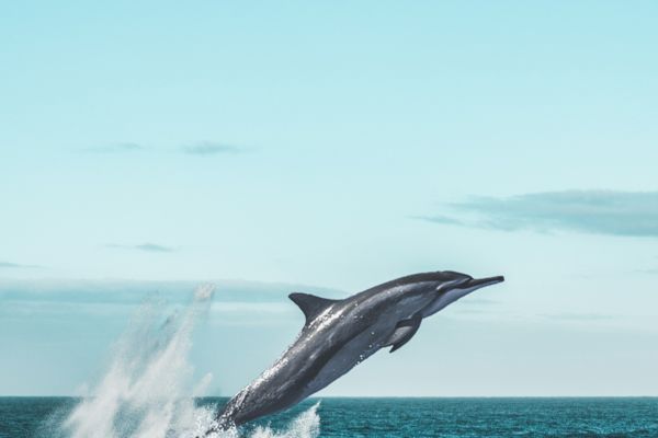 A dolphin is leaping out of the ocean against a backdrop of clear blue sky and water.