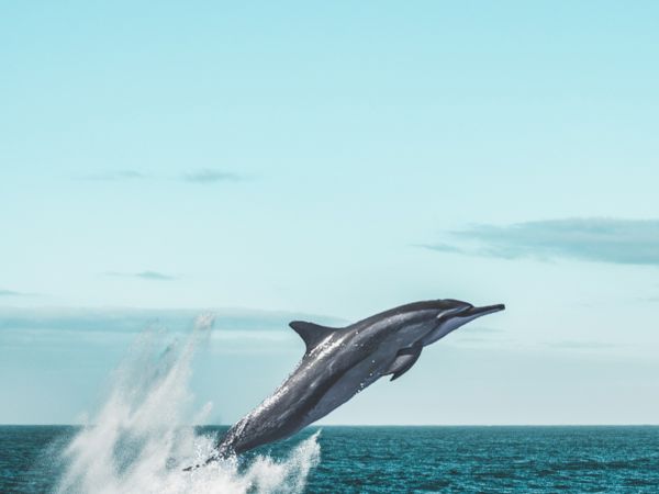 A dolphin is leaping out of the ocean against a backdrop of clear blue sky and water.