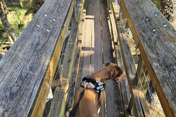 A dog on a leash walks along a narrow wooden bridge surrounded by trees and greenery.