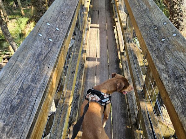 A dog on a leash walks along a narrow wooden bridge surrounded by trees and greenery.