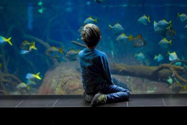 A child sits in front of a large aquarium, watching fish swim in the water.
