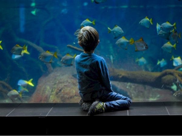 A child sits in front of a large aquarium, watching fish swim in the water.