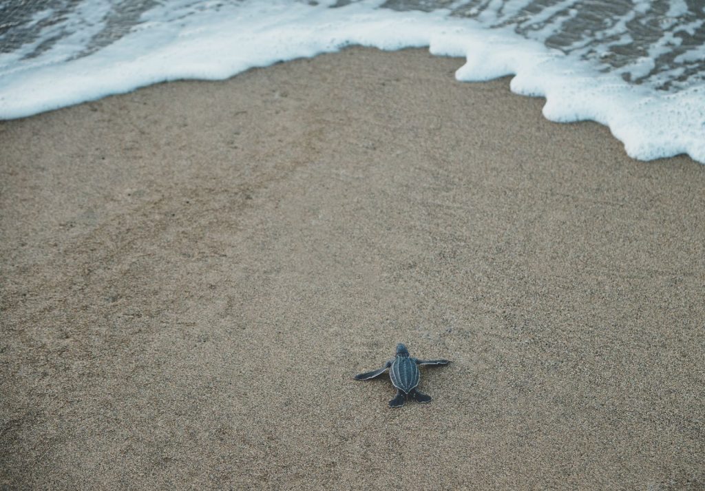 baby sea turtle approaching water on beach