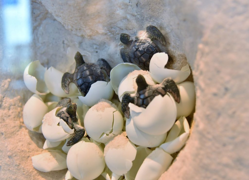 group of baby sea turtles hatching from their eggs on the beach