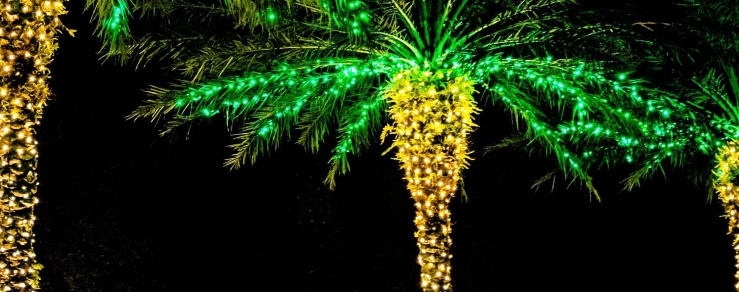 christmas lights on palm trees
