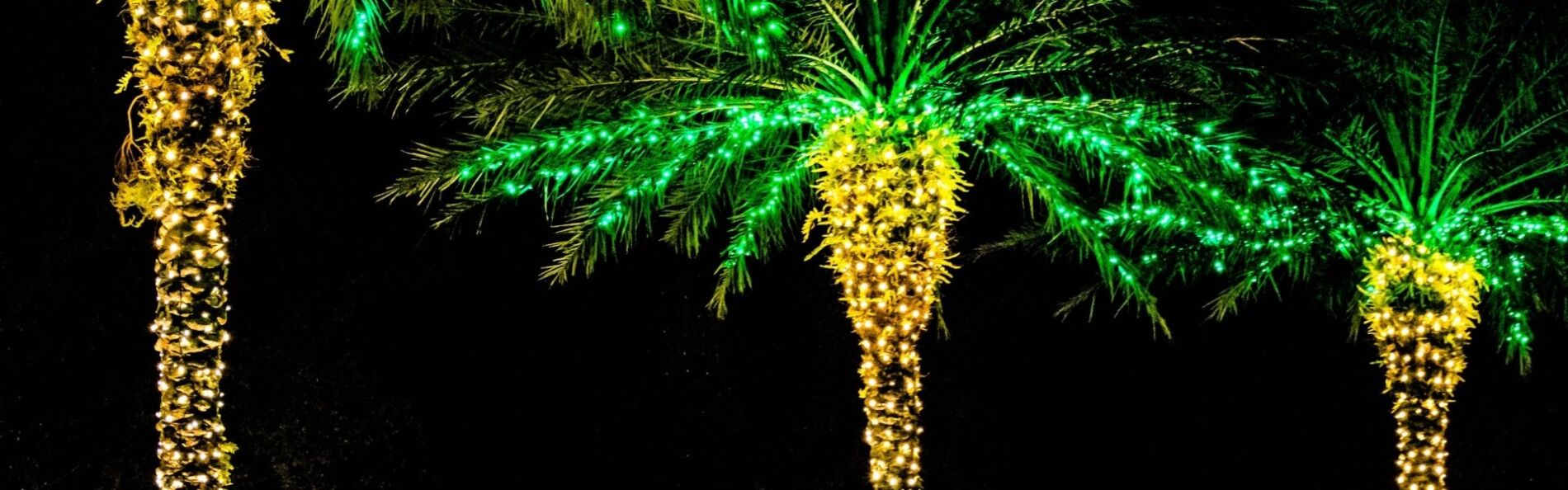christmas lights on palm trees