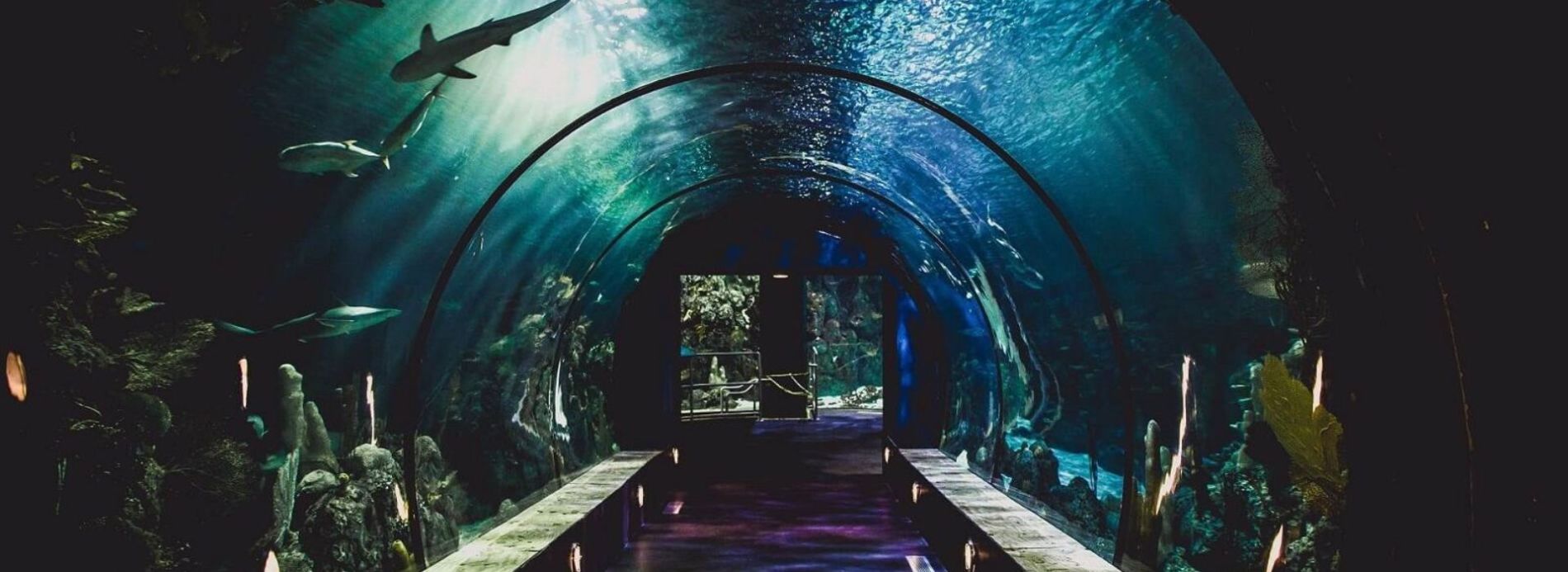 shark tunnel at mote acquarium