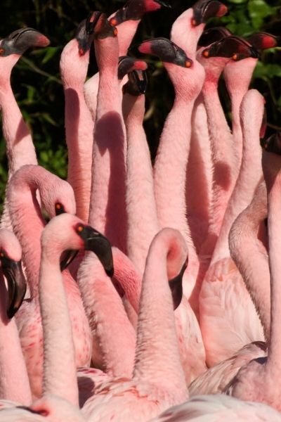 pink flamingos in group at busch gardens