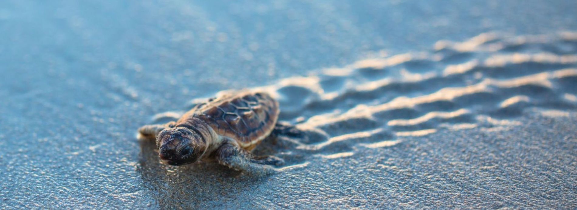 baby sea turtle moving and making tracks on beach as it heads to the ocean