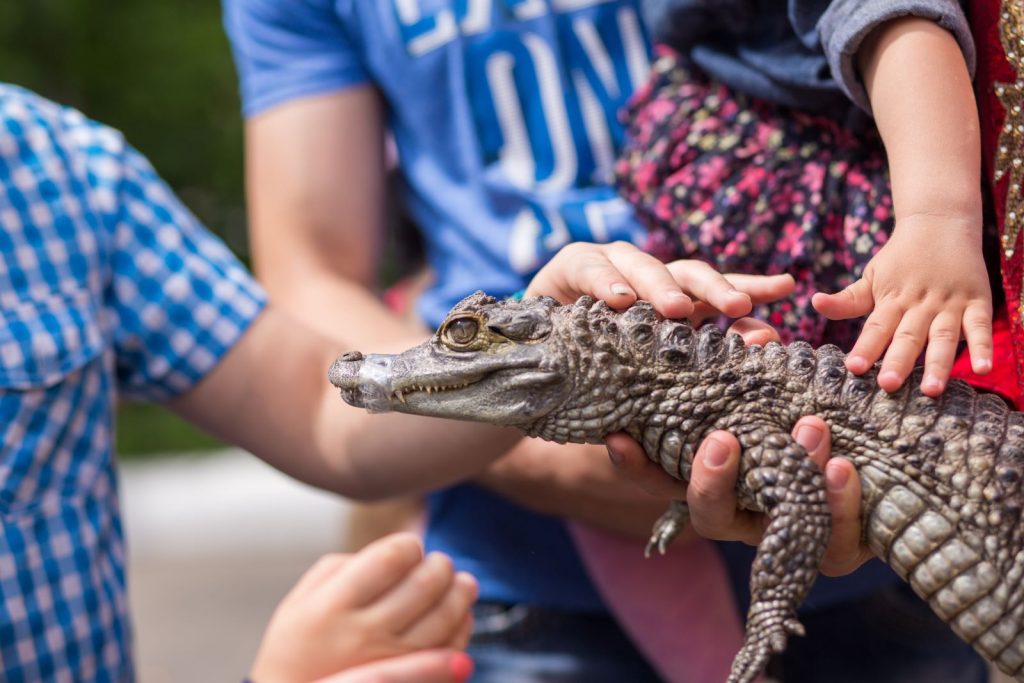 children petting alligator