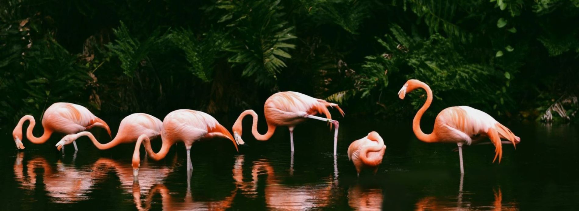 Flamingos located in Sarasota, FL
